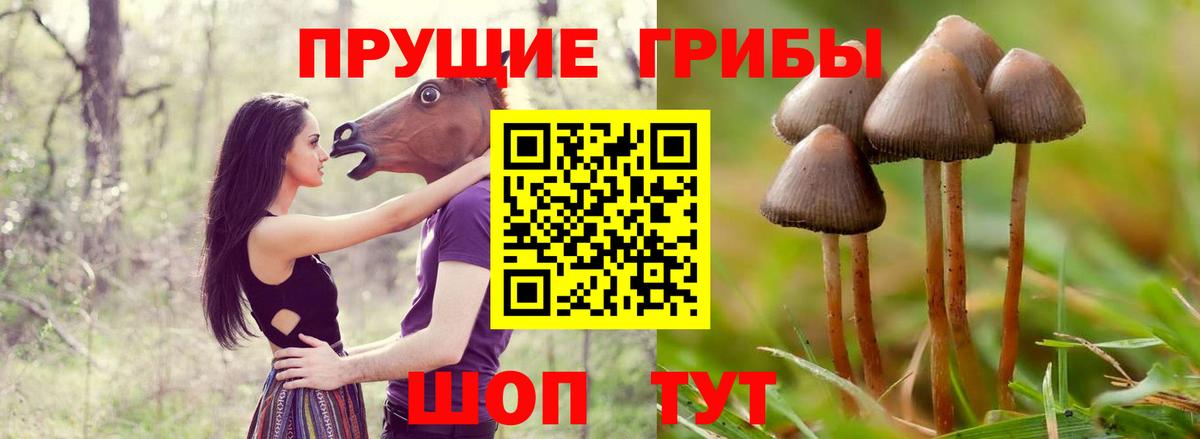 Псилоцибиновые грибы мицелий Сухой Лог